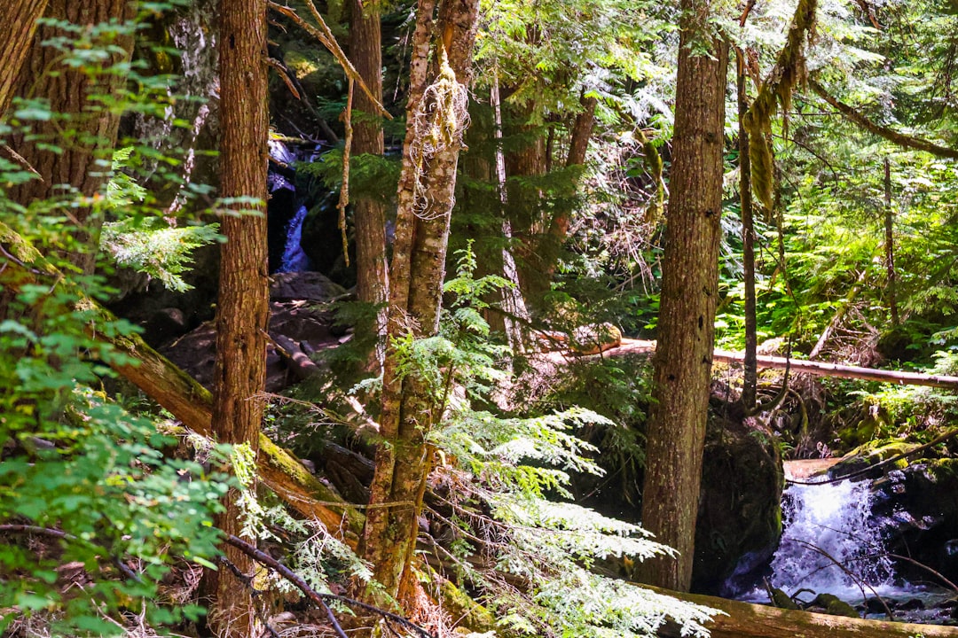 A forest view shows a waterfall
